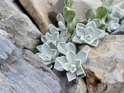 Antennaria rosea ssp. pulvinata