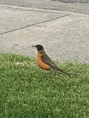 Turdus migratorius