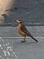 Turdus migratorius