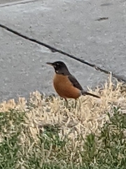 Turdus migratorius