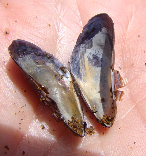 Xenostrobus securis