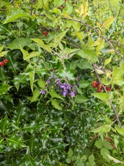 Solanum dulcamara