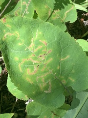 Scrobipalpula manierreorum