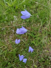 Campanula rotundifolia