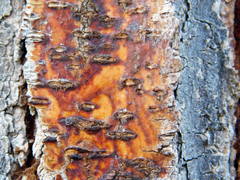 Gleditsia triacanthos inermis