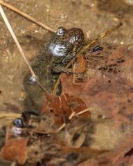 Desmognathus amphileucus