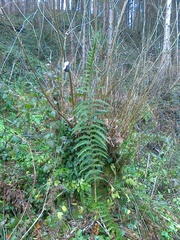 Dryopteris affinis