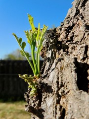 Gleditsia triacanthos inermis