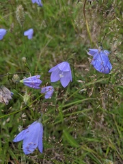 Campanula rotundifolia