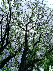 Gleditsia triacanthos inermis