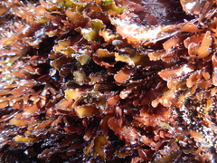 Schottera nicaeensis