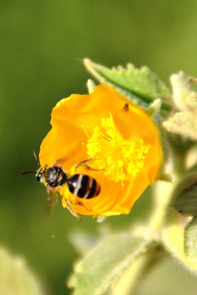 Lasioglossum gibber