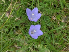 Campanula rotundifolia