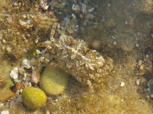 Photo of Mediterranean green crab (Carcinus aestuarii)