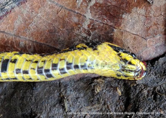 Atractus crassicaudatus