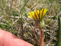 Taraxacum balticum
