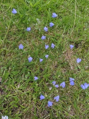 Campanula rotundifolia