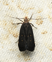 Dichomeris juncidella