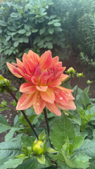 Dahlia pinnata