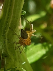 Oxyopes salticus