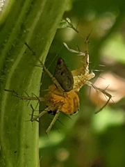 Oxyopes salticus