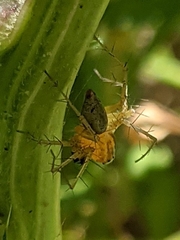 Oxyopes salticus