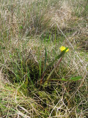 Taraxacum balticum