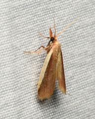 Peoria approximella