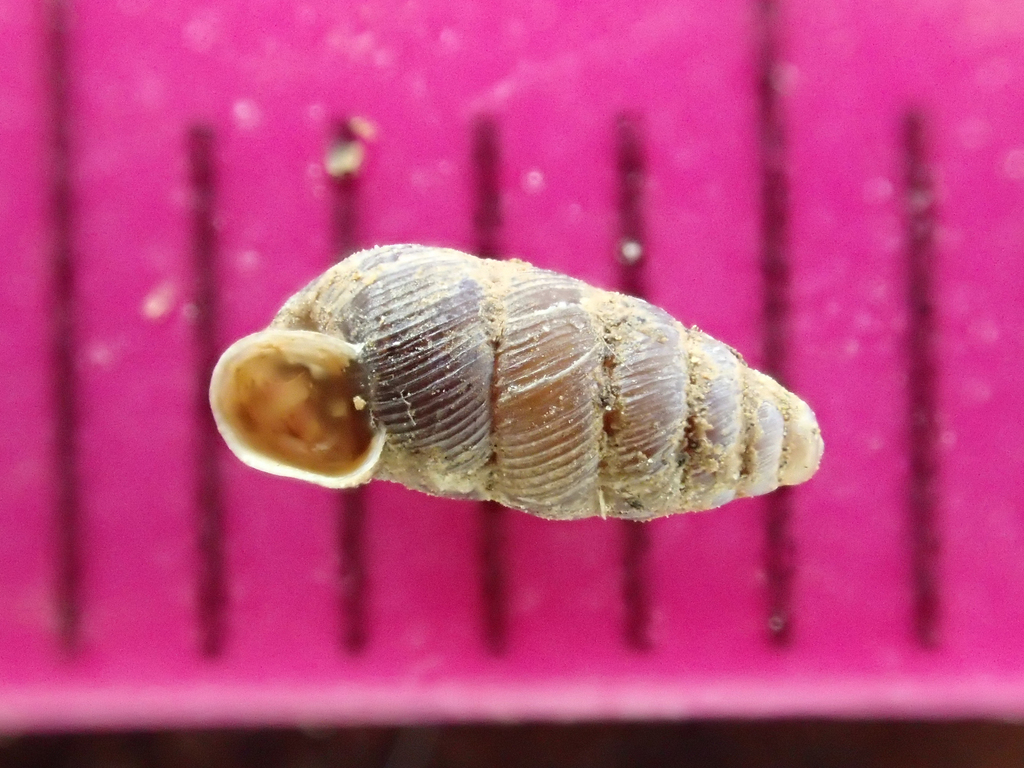 Granopupa granum