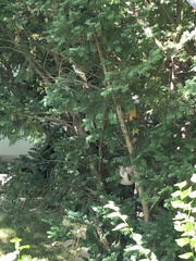 Passer domesticus domesticus