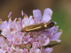 Scythris heinemanni