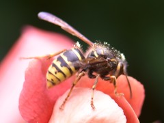 Dolichovespula media