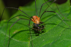 Leiobunum politum