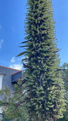 Echium pininana