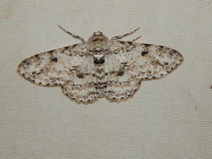 Ascotis reciprocaria