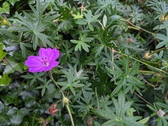 Geranium sanguineum