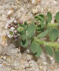 Corrigiola telephiifolia