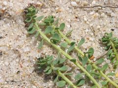 Corrigiola telephiifolia