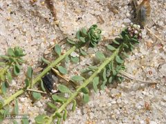 Corrigiola telephiifolia