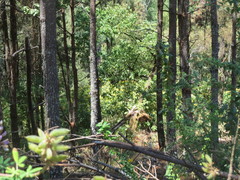Tilia americana mexicana