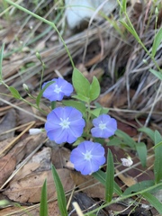 Evolvulus arizonicus