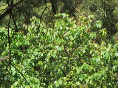 Tilia americana mexicana