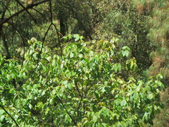 Tilia americana mexicana