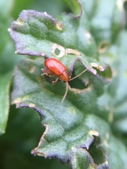 Longitarsus jacobaeae