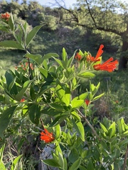 Bouvardia ternifolia