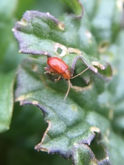 Longitarsus jacobaeae