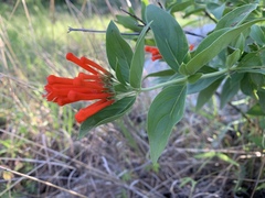Bouvardia ternifolia