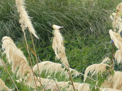 Serinus canaria domesticus