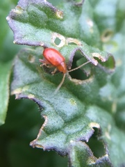 Longitarsus jacobaeae