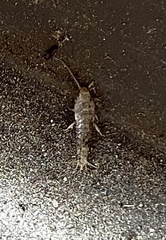 Lepisma